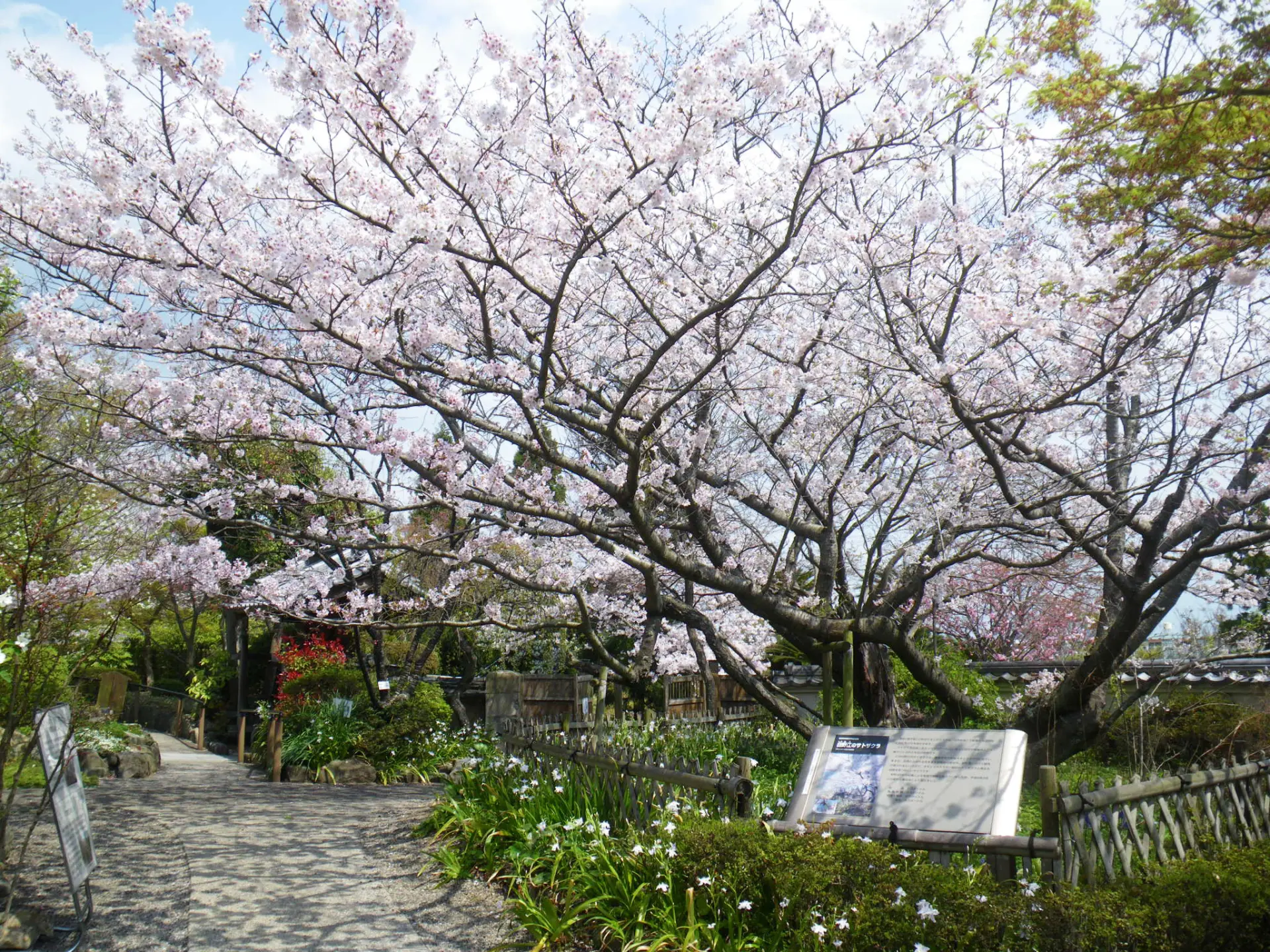 福岡県の天然記念物「白野江のサトザクラ」などさまざまな品種の桜が鑑賞できる