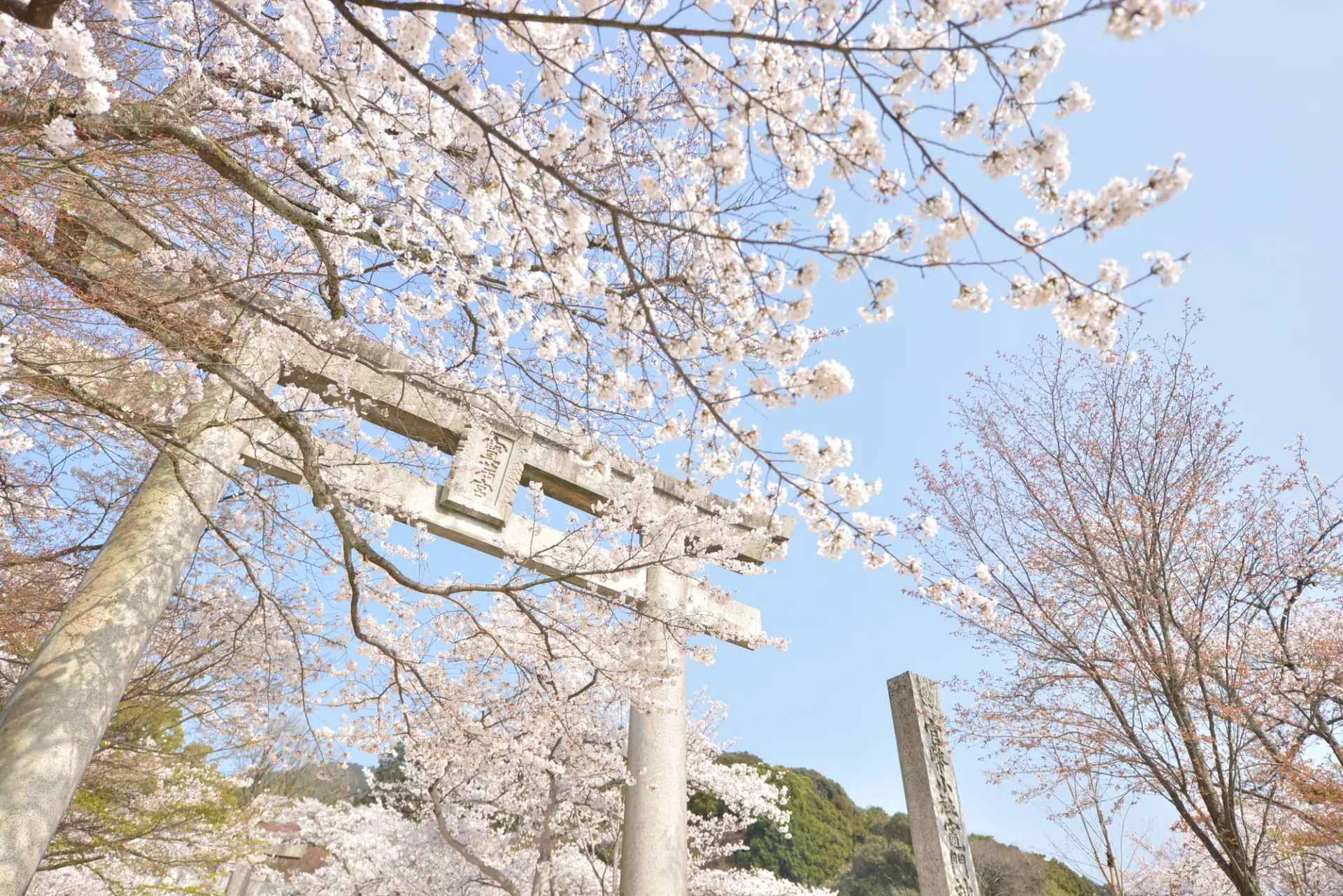 境内の桜が咲き、春らしい景観に包まれる竈門神社