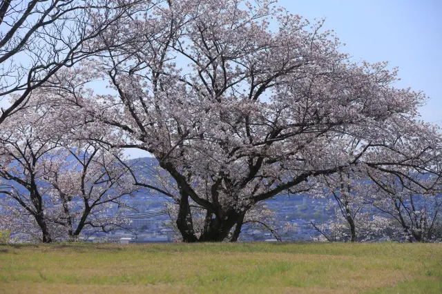 大牟田市を代表する桜の名所として多くの人が訪れる