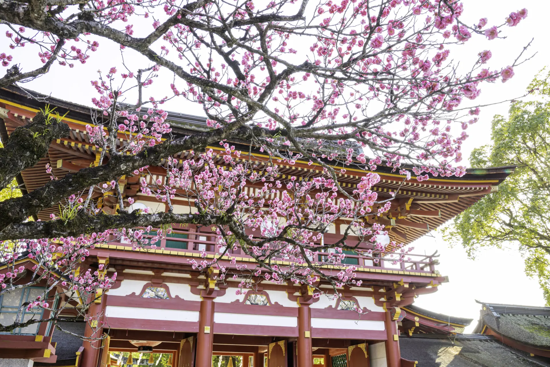 早咲きから遅咲きまで約6,000本の梅が咲く梅の名所としても有名