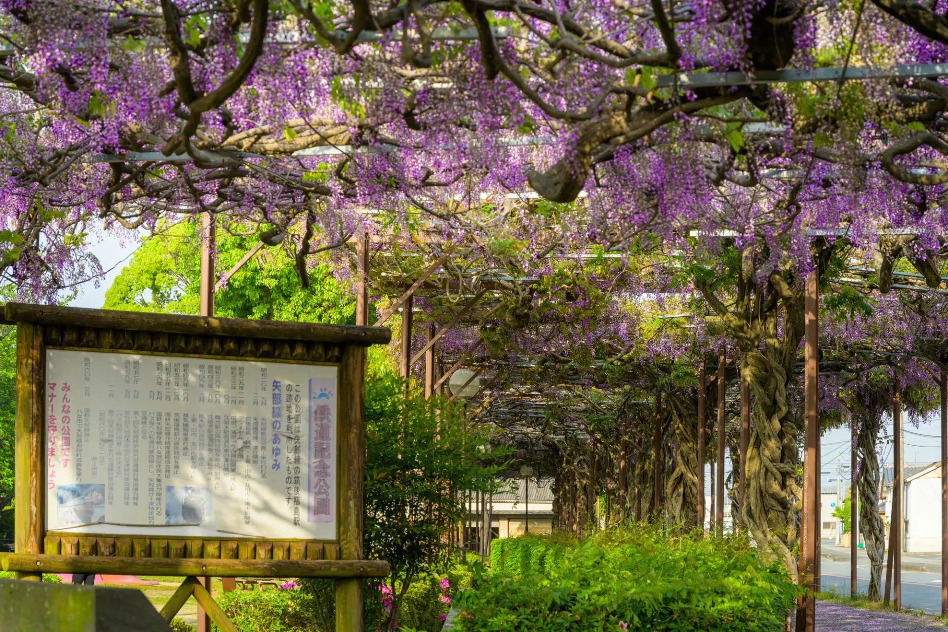 旧国鉄矢部線のレールを利用した「トンネル藤」など観光スポットも点在