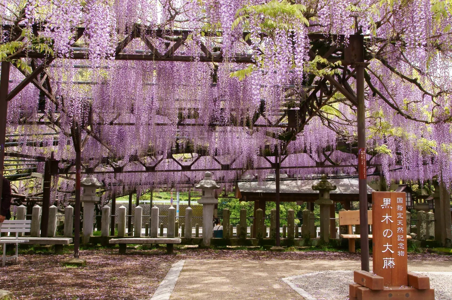 国の天然記念物に指定される藤の大木