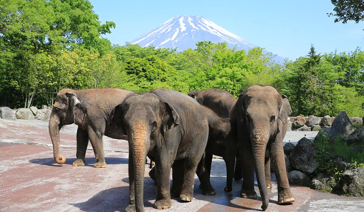 可以同時欣賞美麗的富士山和生活在大自然中的各種野生動物