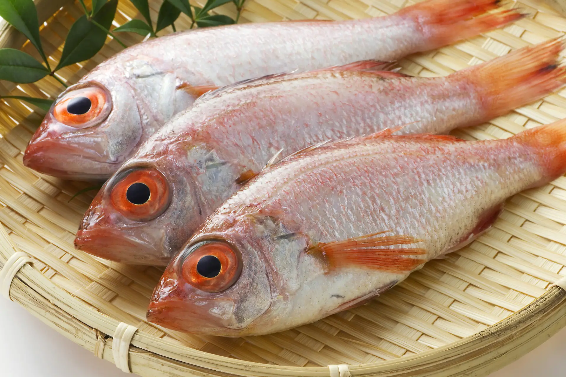 金沢の海の幸の代表格「のどぐろ」