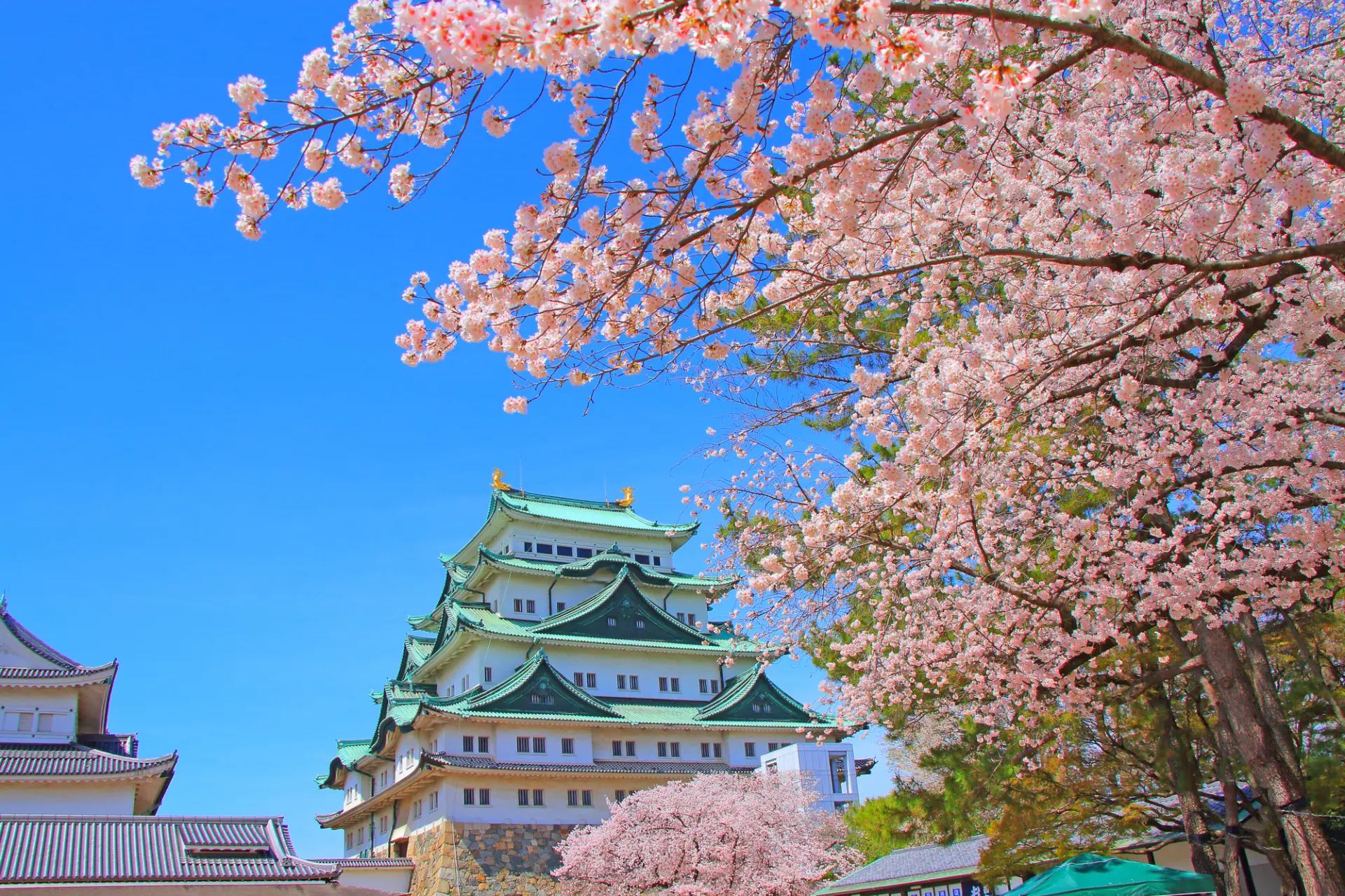 以染井吉野樱为首，枝垂樱、山樱等好几种樱花为城郭增添色彩