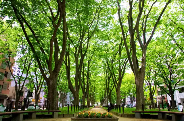 ケヤキ並木がつくる緑の回廊。水辺とともに街の自然を感じられる定禅寺通