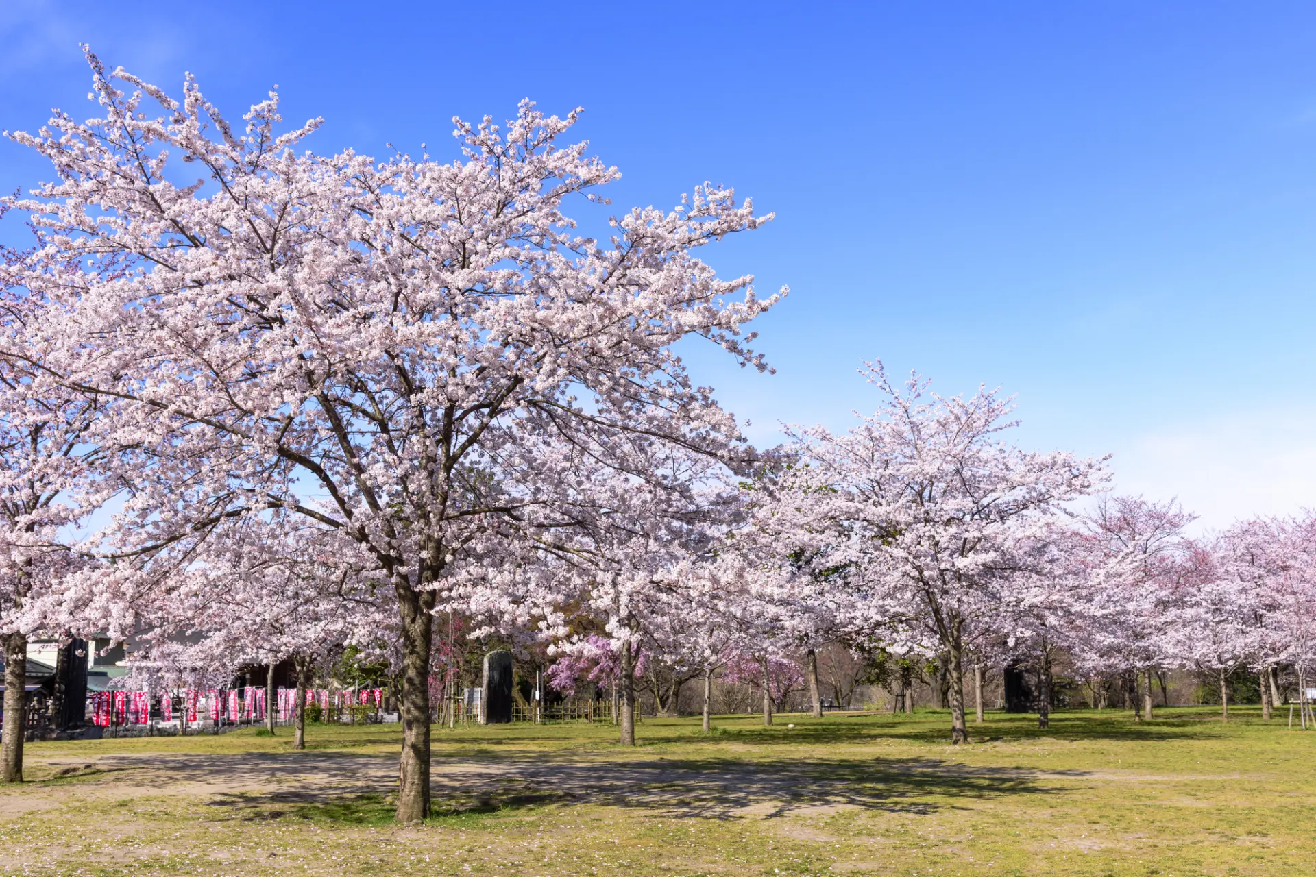 仙台随一の桜の名所で、春には多くの花見客が訪れる
