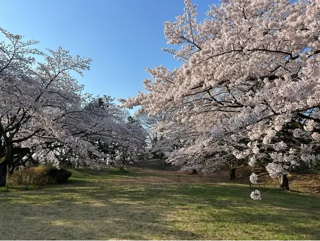 芝生広場周辺はサクラが多く植樹されている