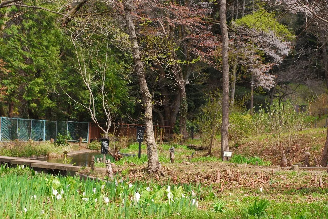 ザゼンソウやミズバショウが見られる水生植物区
