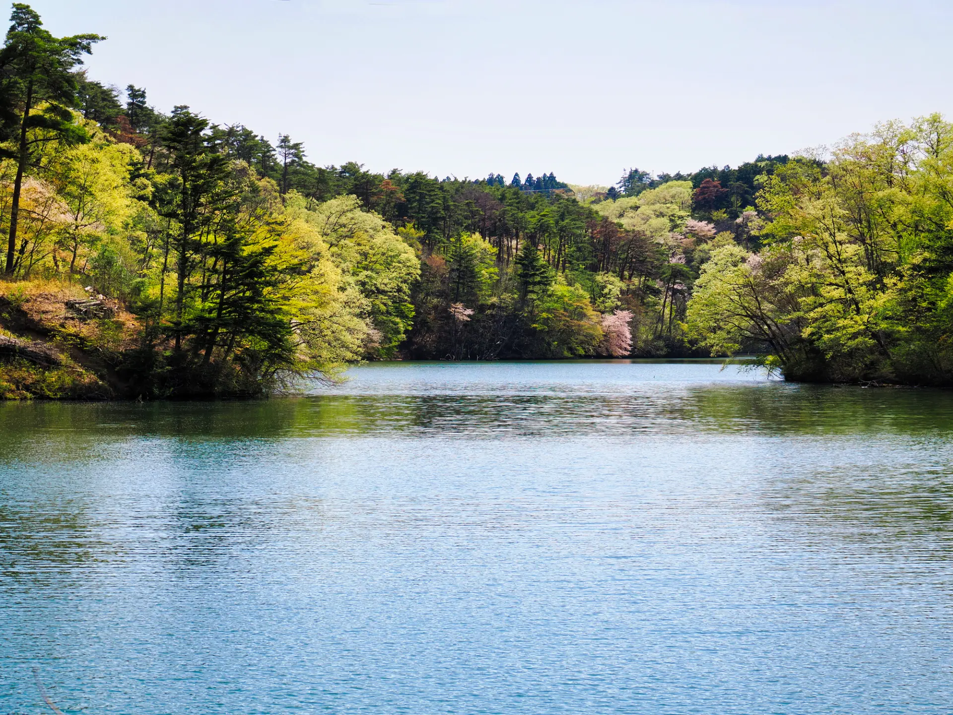水量豊かな三共堤を中心に自然林が広がる水の森公園