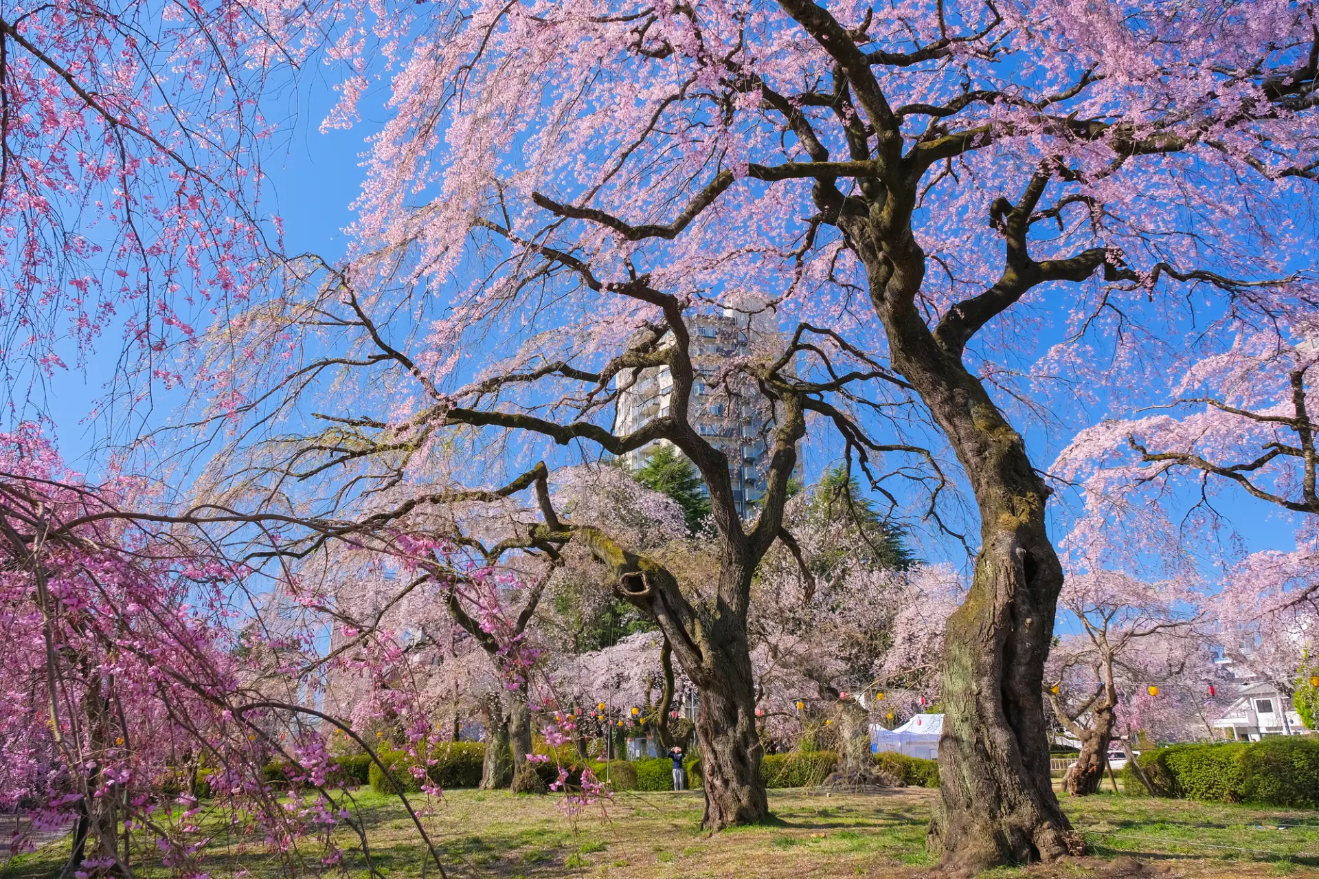 園内ではシダレザクラを中心に桜が咲き、華やかな彩りを添える
