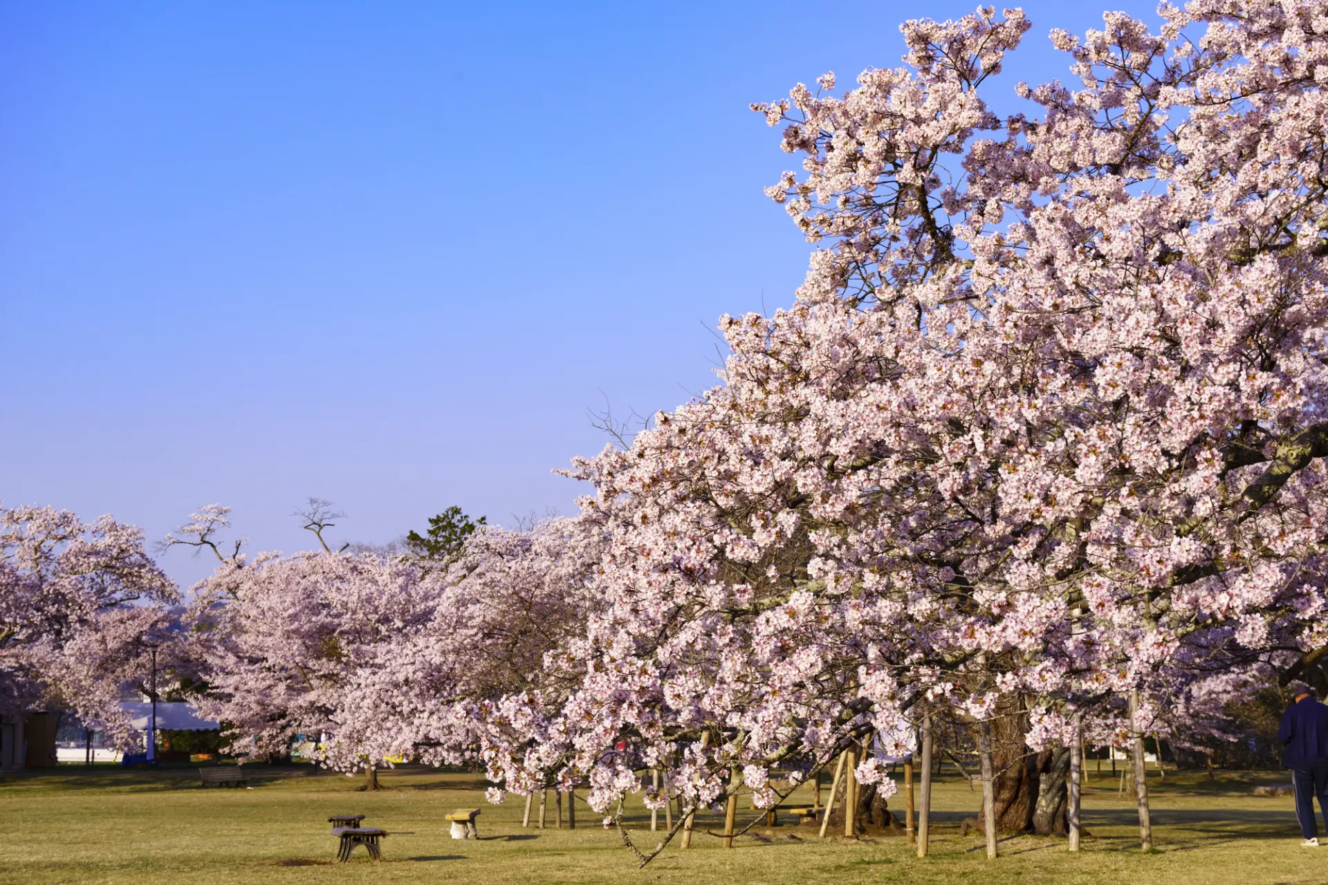園内ではさまざまな品種の桜が楽しめる