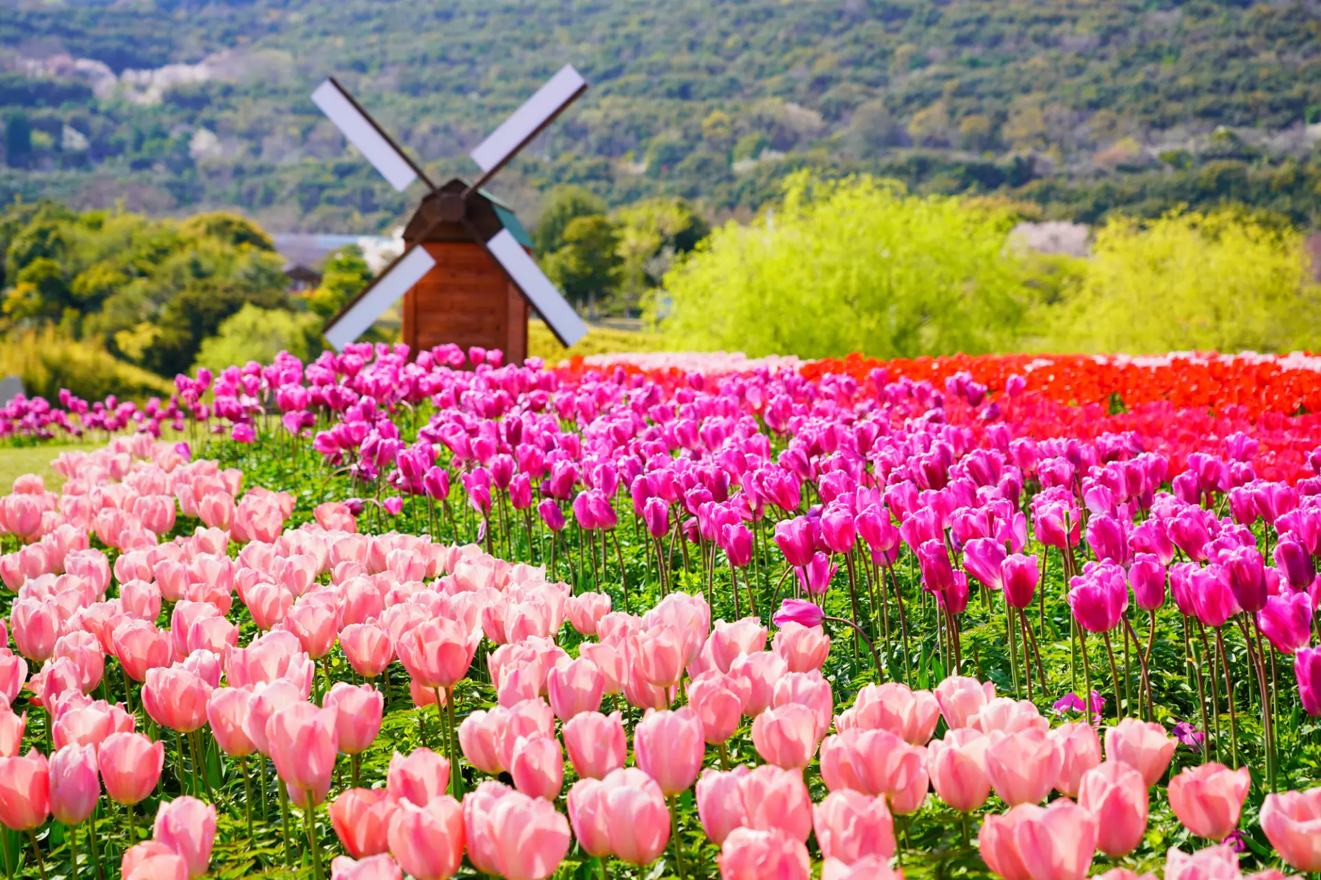 【春の神戸市&淡路島観光ガイド】桜と花の香りに包まれる春時間