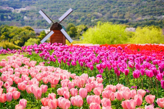 【春の神戸市＆淡路島観光ガイド】桜と花の香りに包まれる春時間