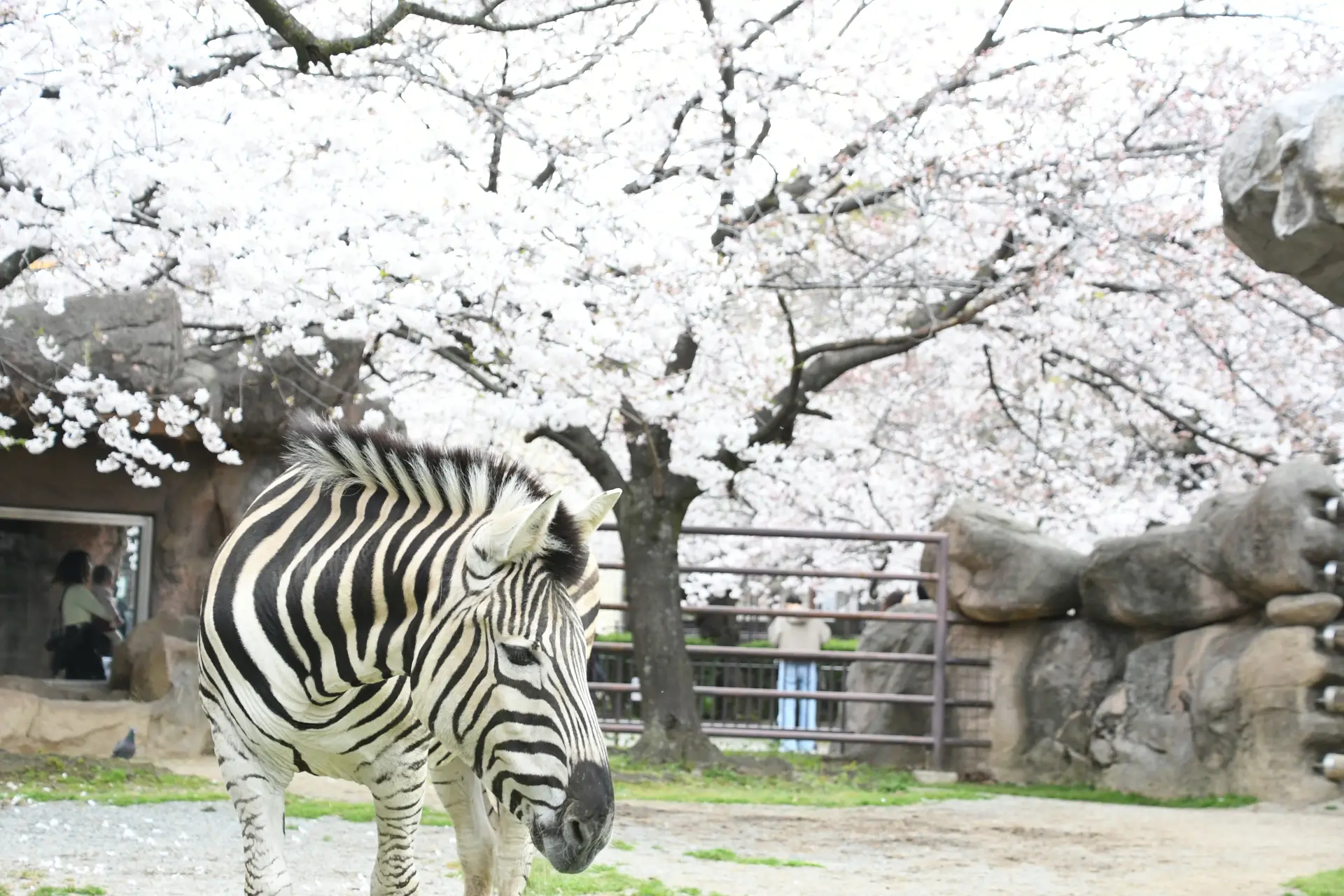 満開の桜と動物たちの姿が重なる、春ならではの風景