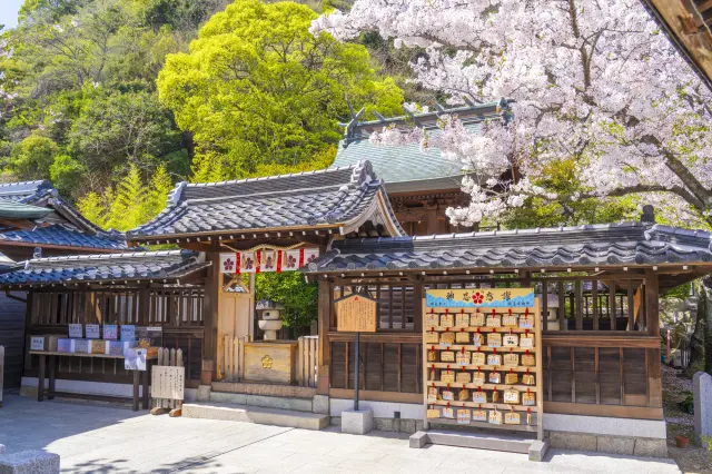 社殿を満開の桜が彩る春の景観