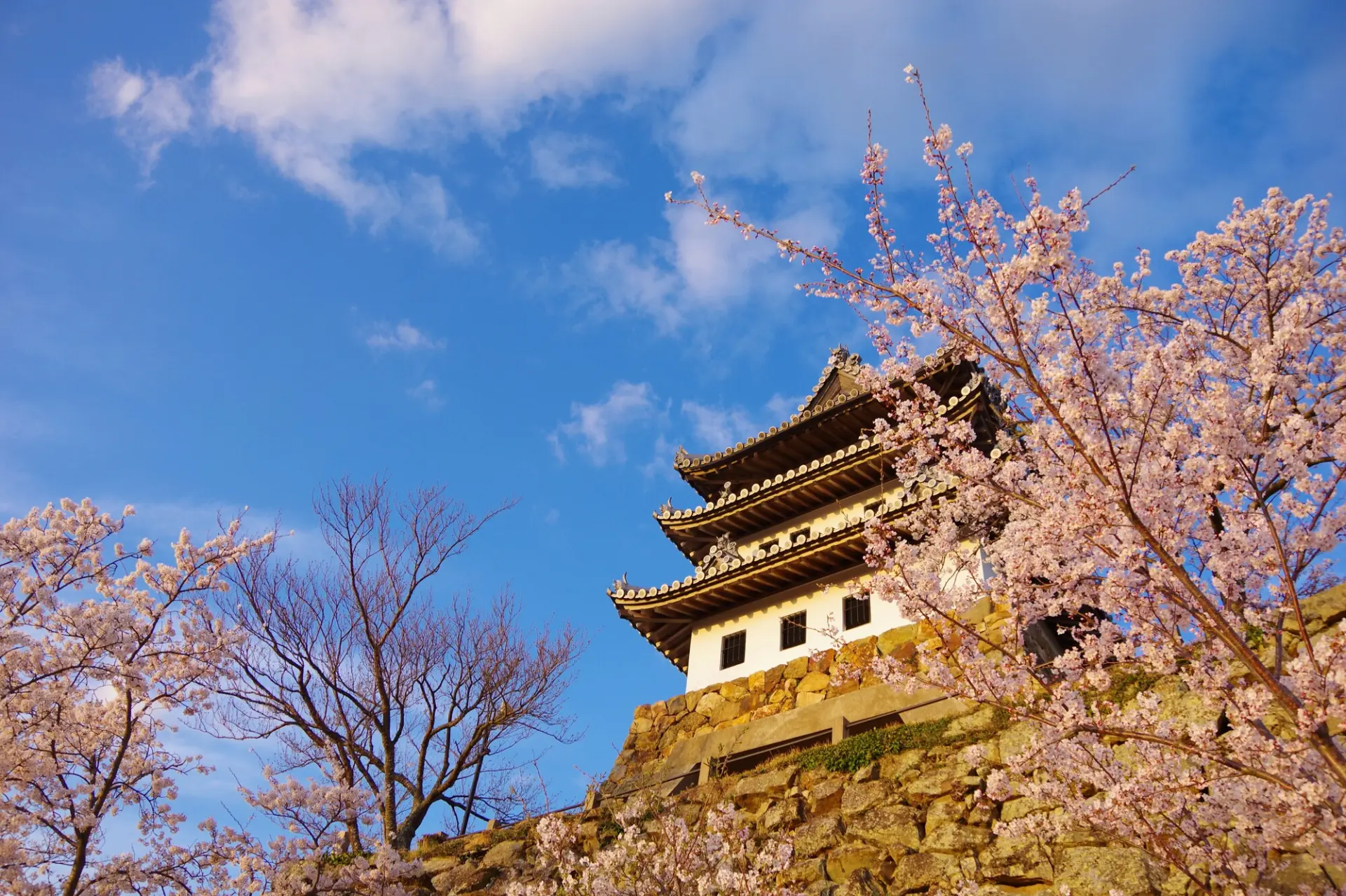 1928年に建設された、日本最古の模擬天守閣と桜