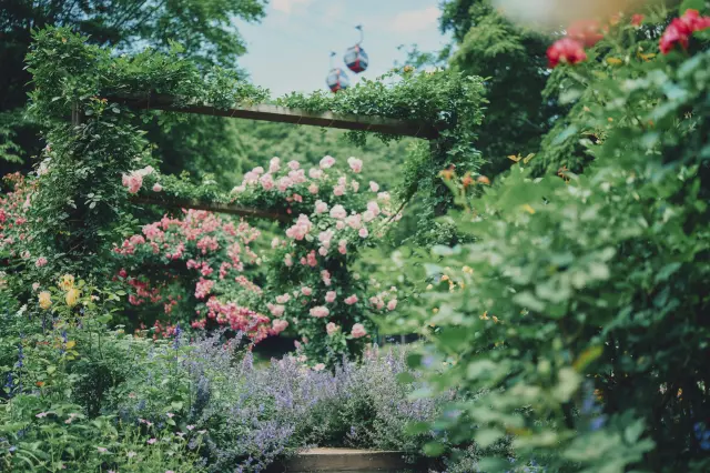 花とハーブの香りに包まれて園内散策が楽しめる