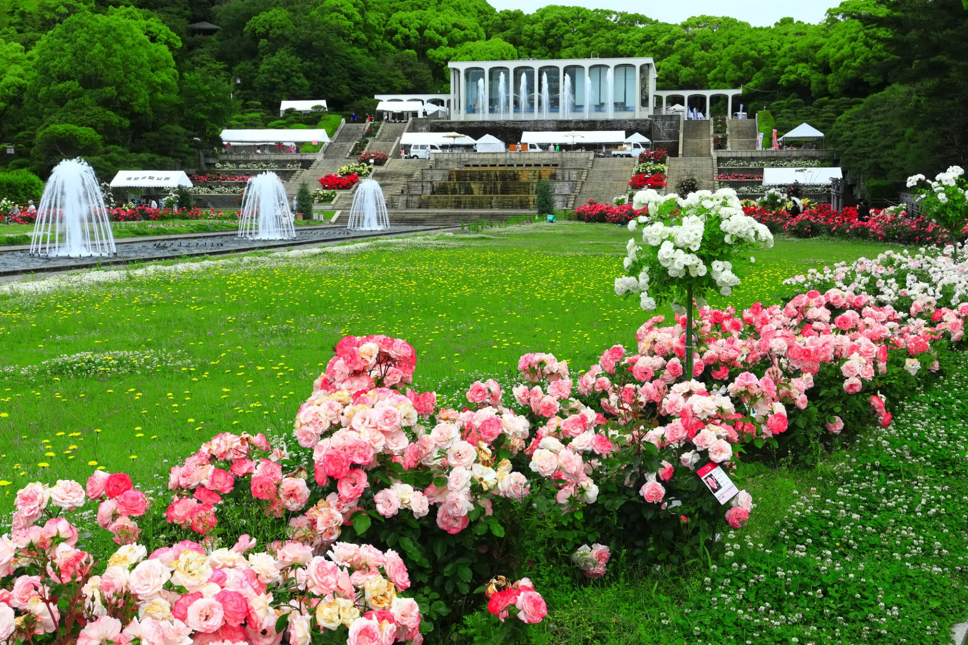 欧風噴水を中心にシンメトリーにデザインされた庭園をバラが彩る
