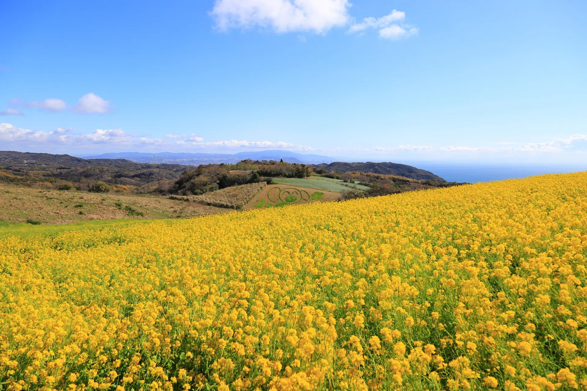 春には、なだらかな丘陵に菜の花のじゅうたんがみられる