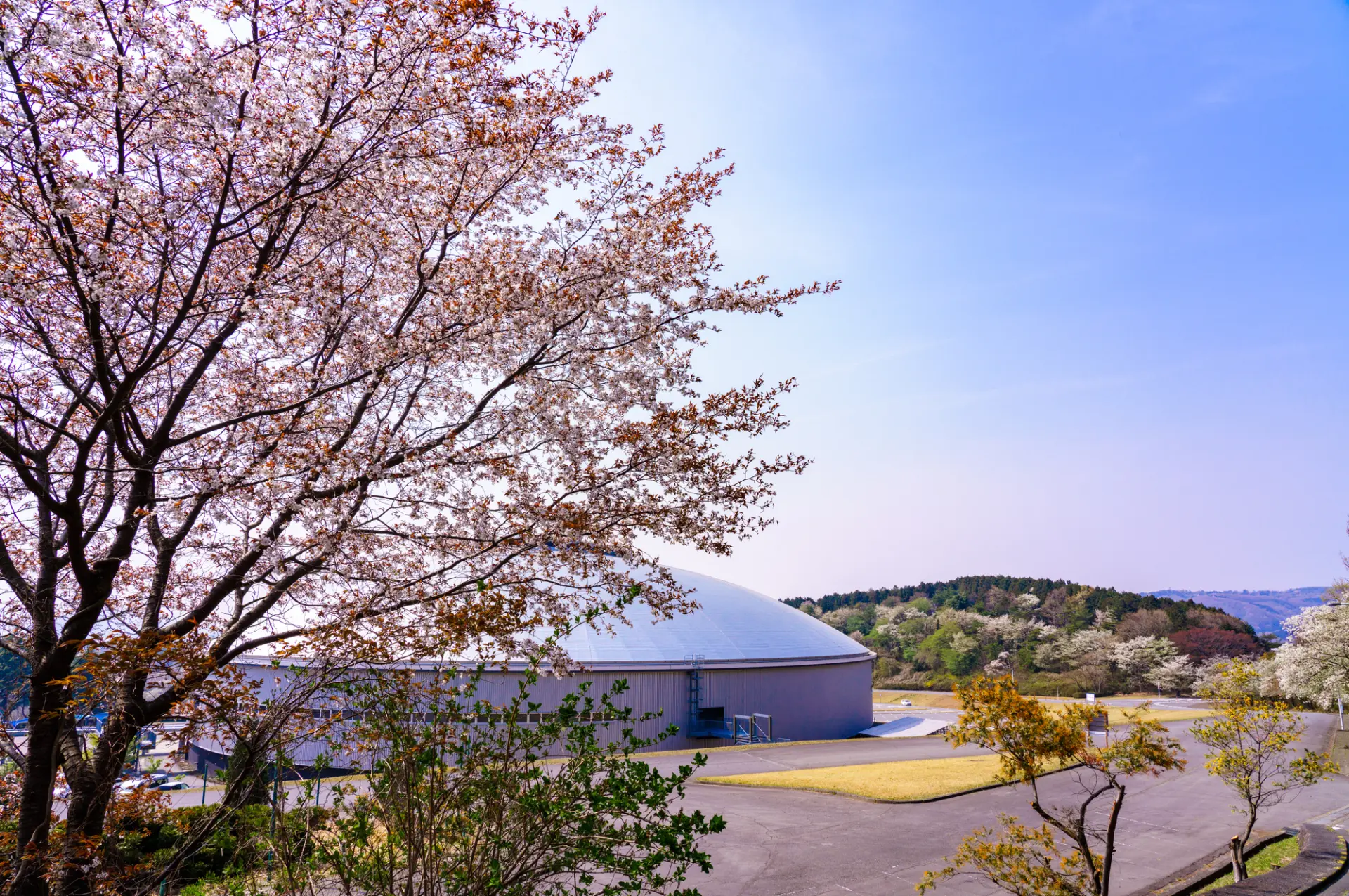 サイクルスポーツセンターの桜と敷地内にある「伊豆ベロドローム」