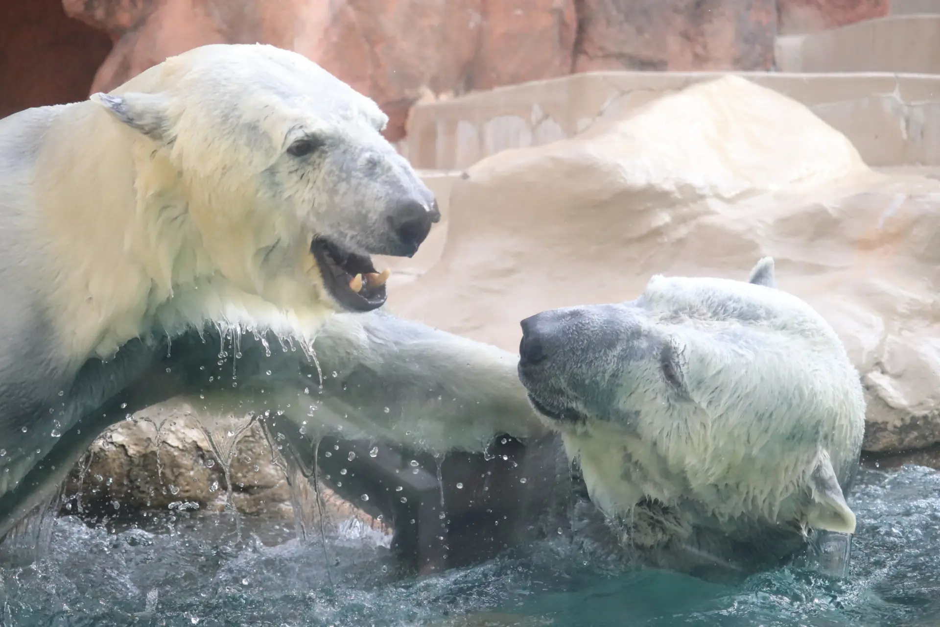 動物たちが本来の姿で生き生きと動き回る行動展示が魅力の動物園