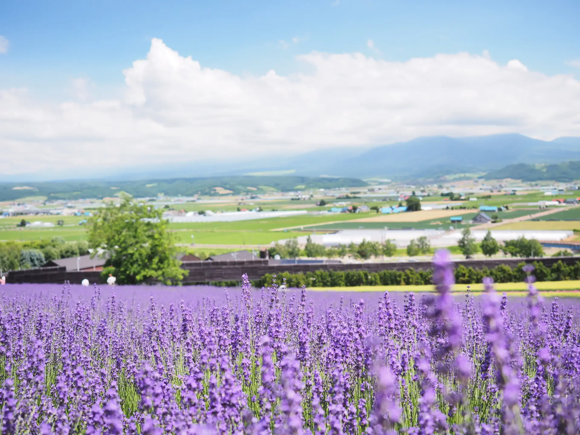 迎来薰衣草最佳观赏期的富良野