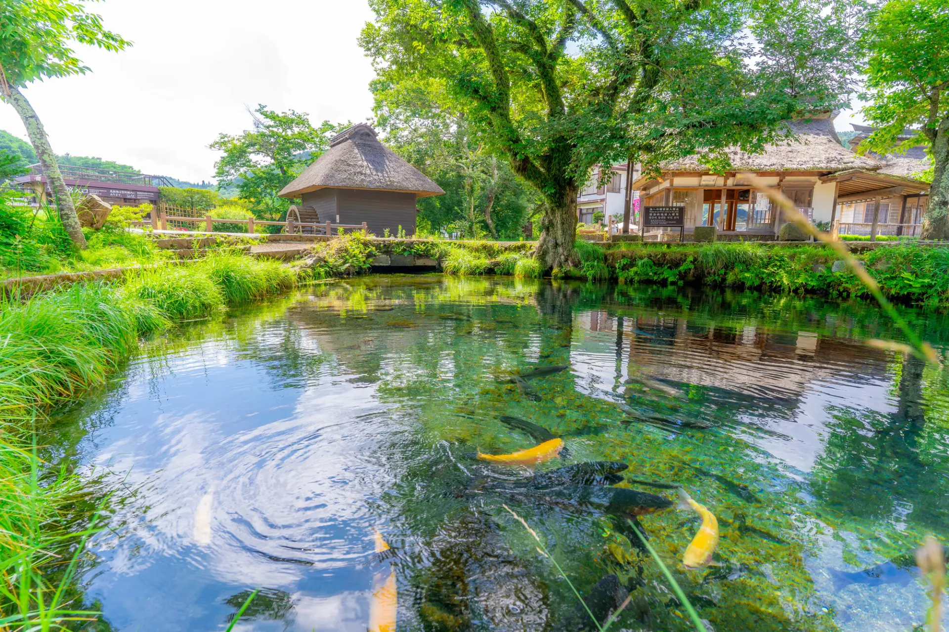 青葉と美しい池からは涼を感じられるだろう