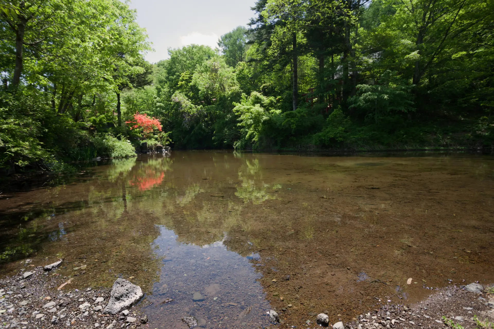 忍野八海で最大の面積を持つ出口池