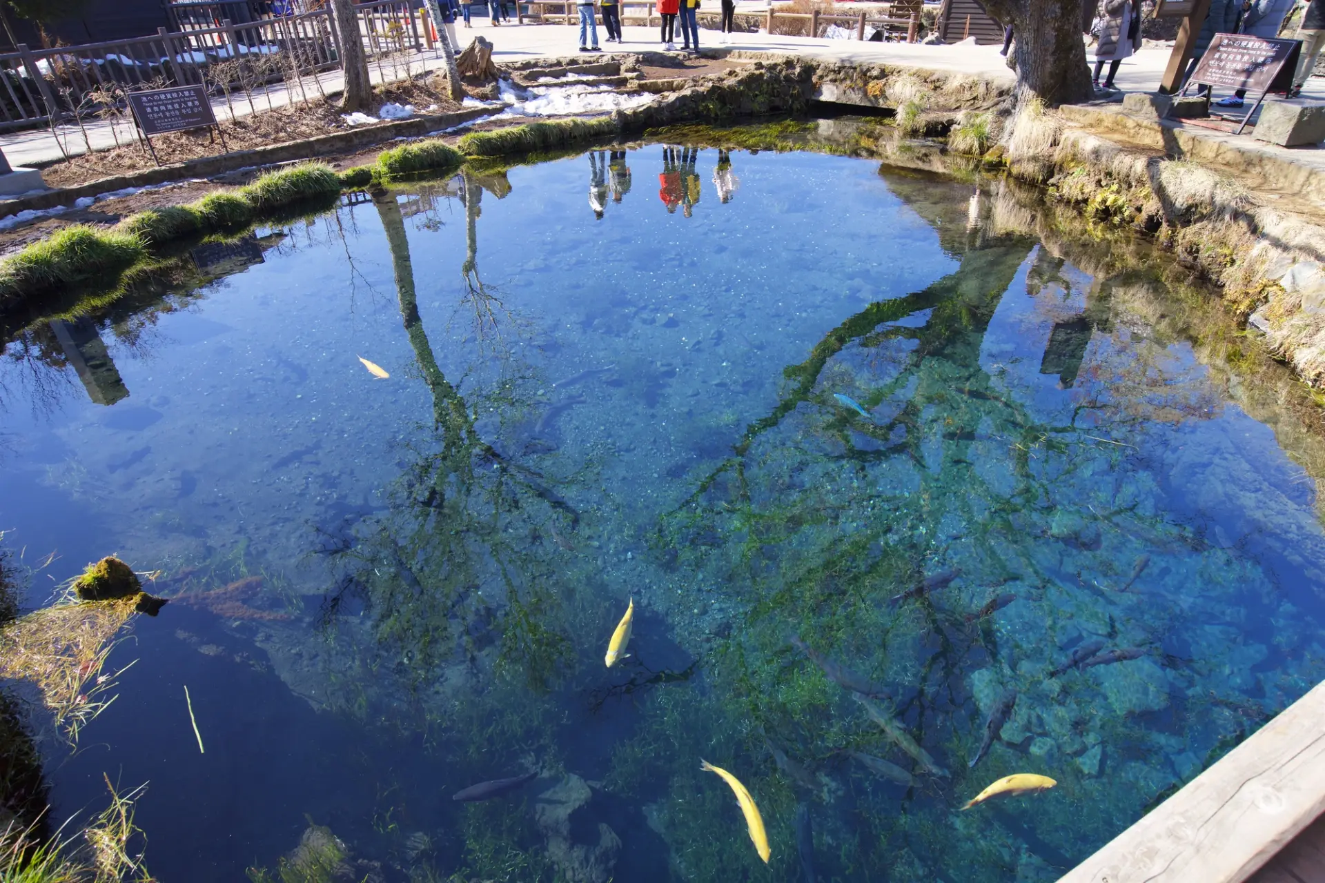 忍野八海の中心地に位置する湧池
