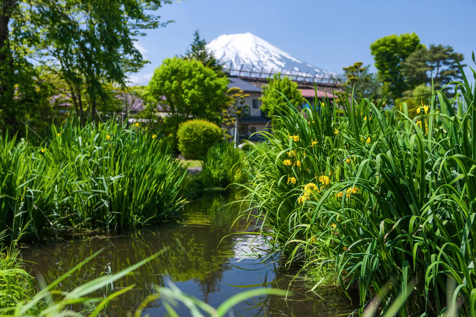菖蒲の花が池の縁を美しく彩る初夏の菖蒲池