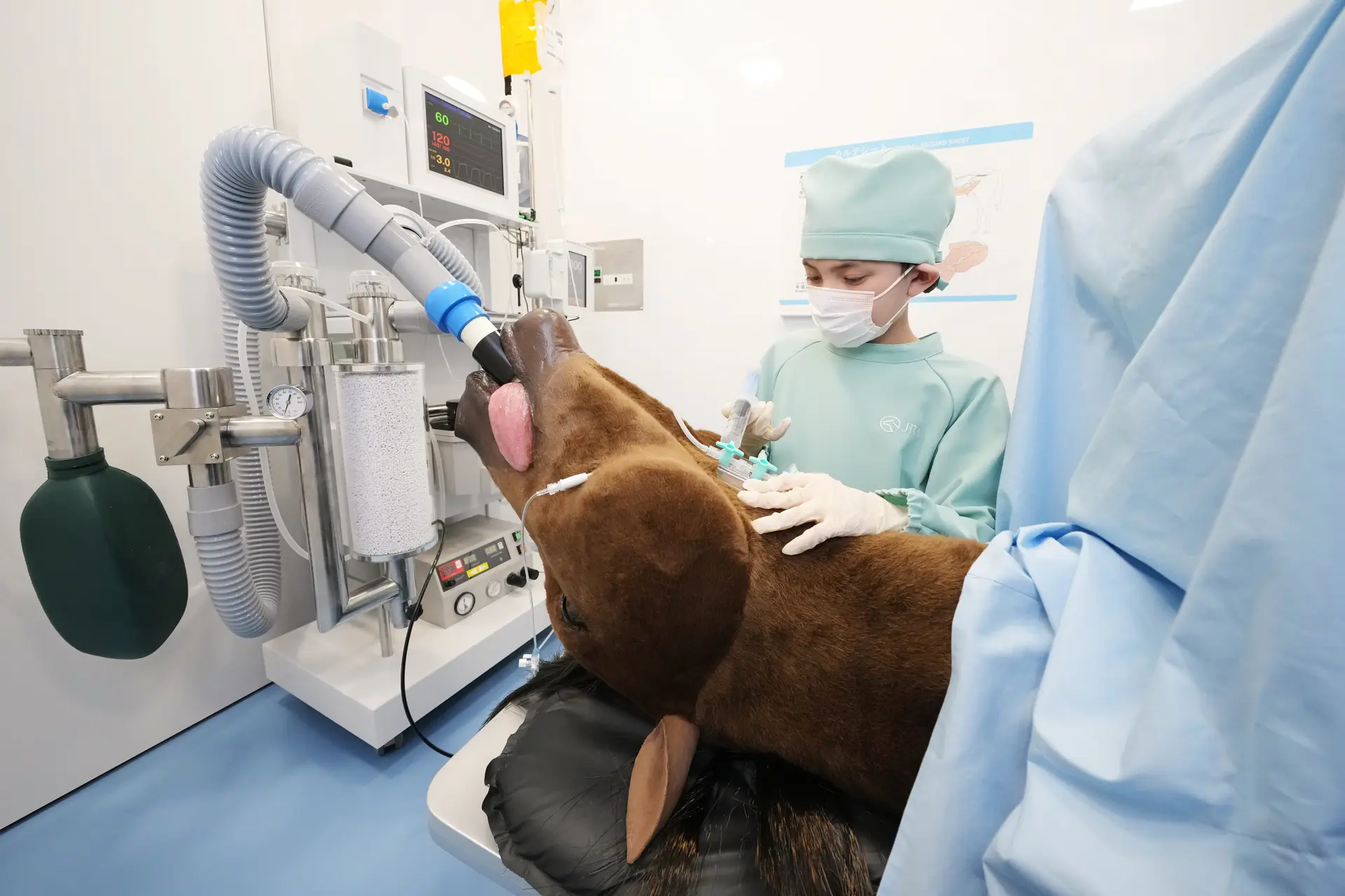 Experience abdominal surgery on a horse as a surgeon or anesthesiologist.