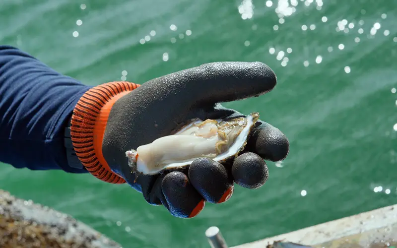豊富な栄養分とミネラルを蓄えた極上の能登牡蠣