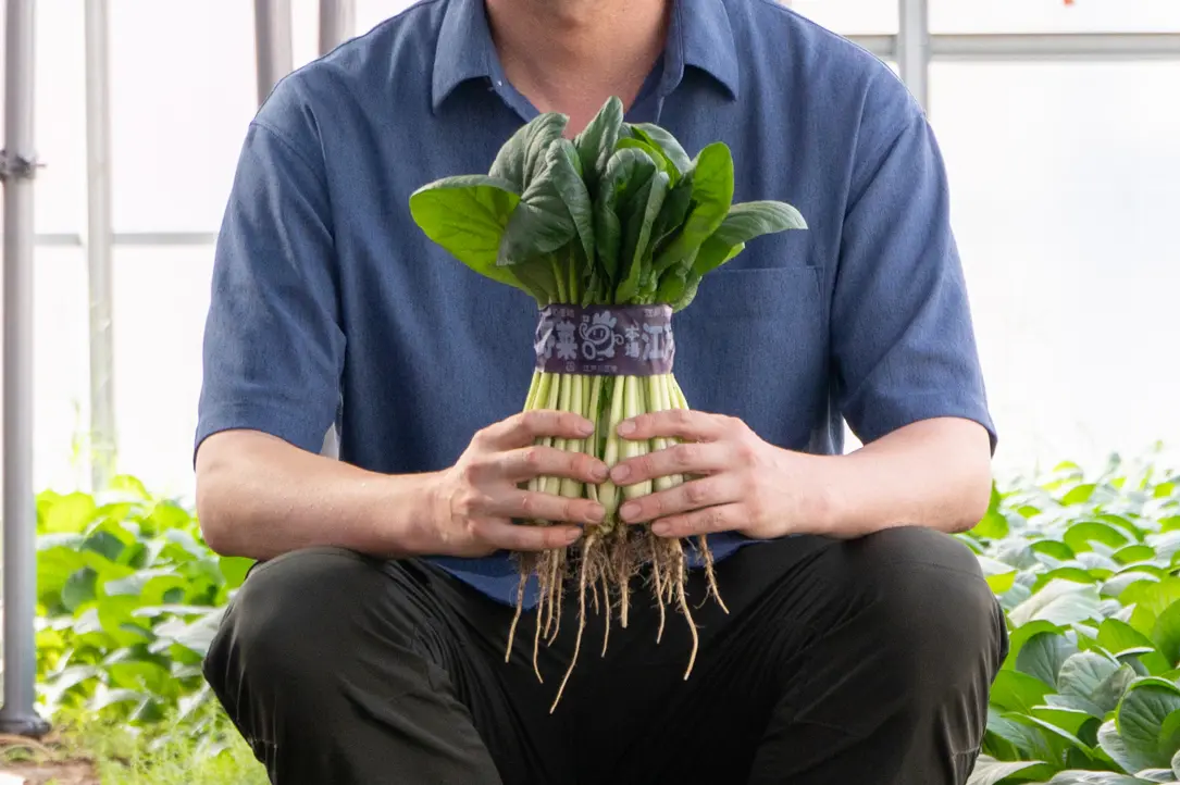 為了保持新鮮度，江戶川區的小松菜多以連根狀態出貨