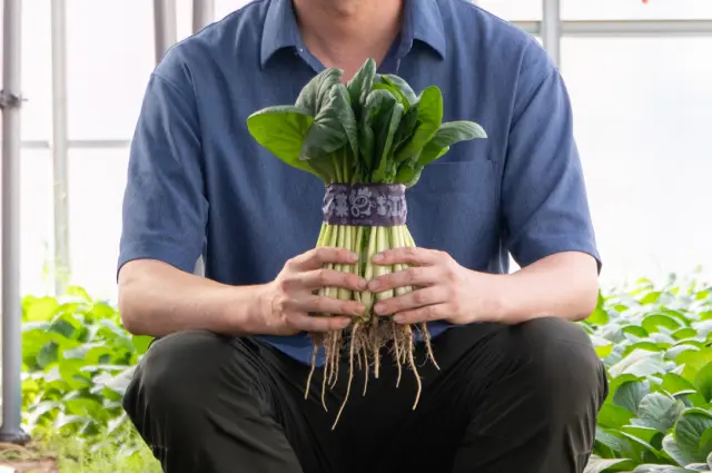 To preserve freshness, komatsuna from Edogawa City is often shipped with the roots still attached.