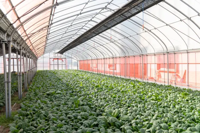 Komatsuna blanketing limited farmland like a green carpet