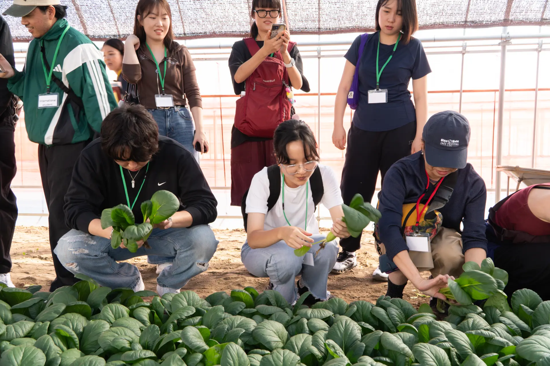 採收時握住莖部、避免扯斷根部是重點