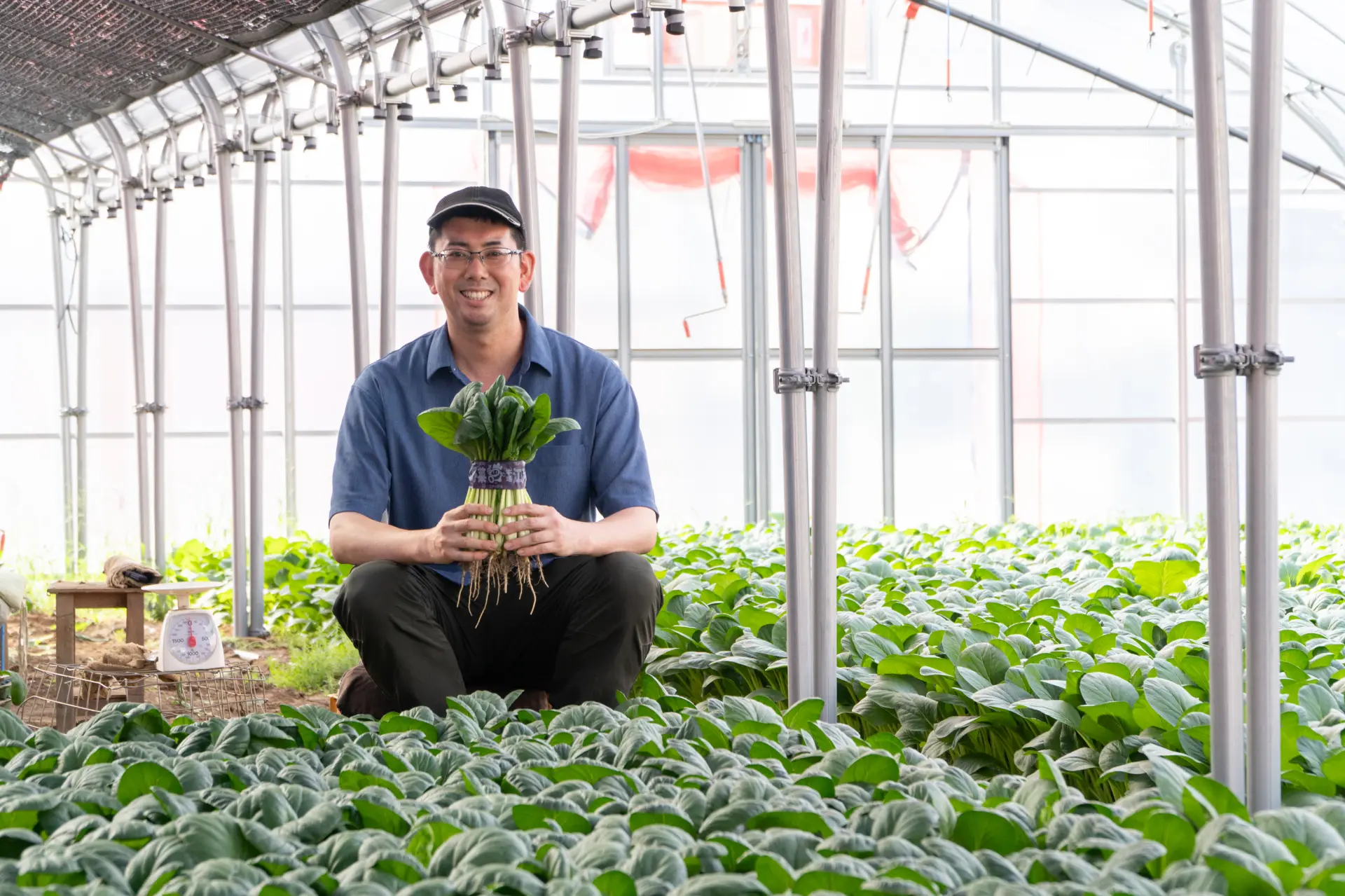 眞利子先生最推薦的小松菜料理，是簡單的「涼拌青菜」