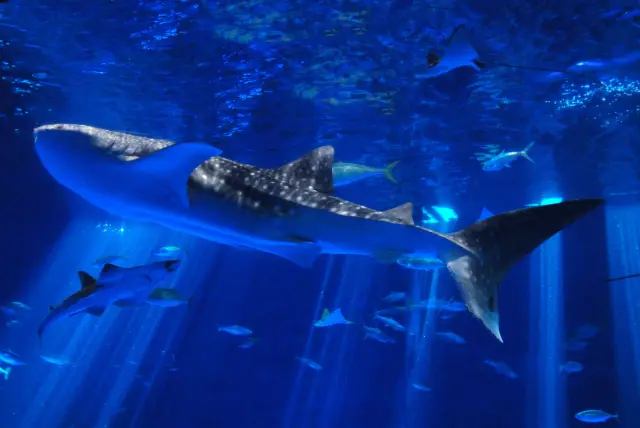 鹿児島の海を再現した大水槽やイルカのパフォーマンスが人気の、桜島を望む水族館