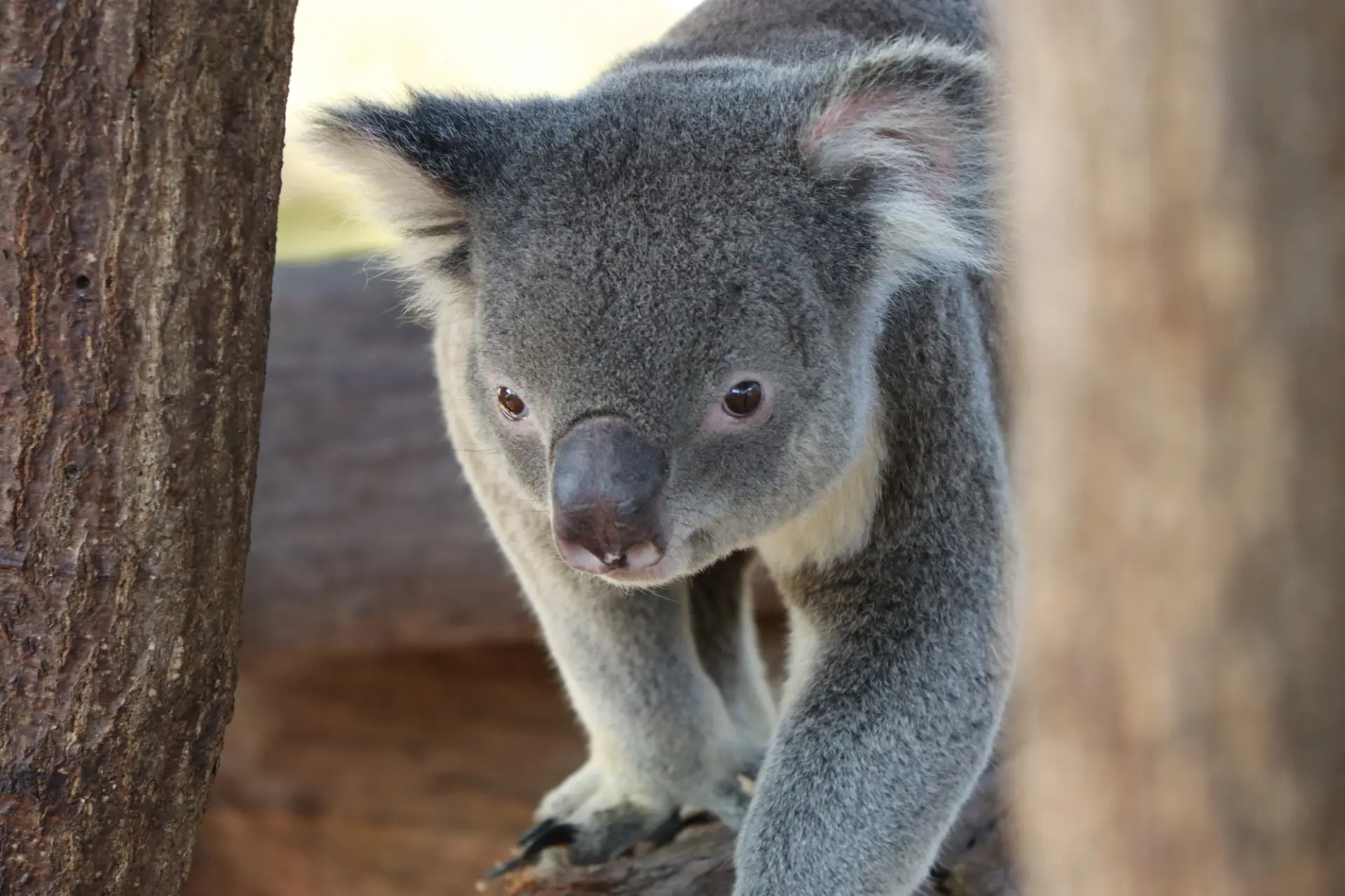 日本最多のコアラの飼育数を誇る動物公園