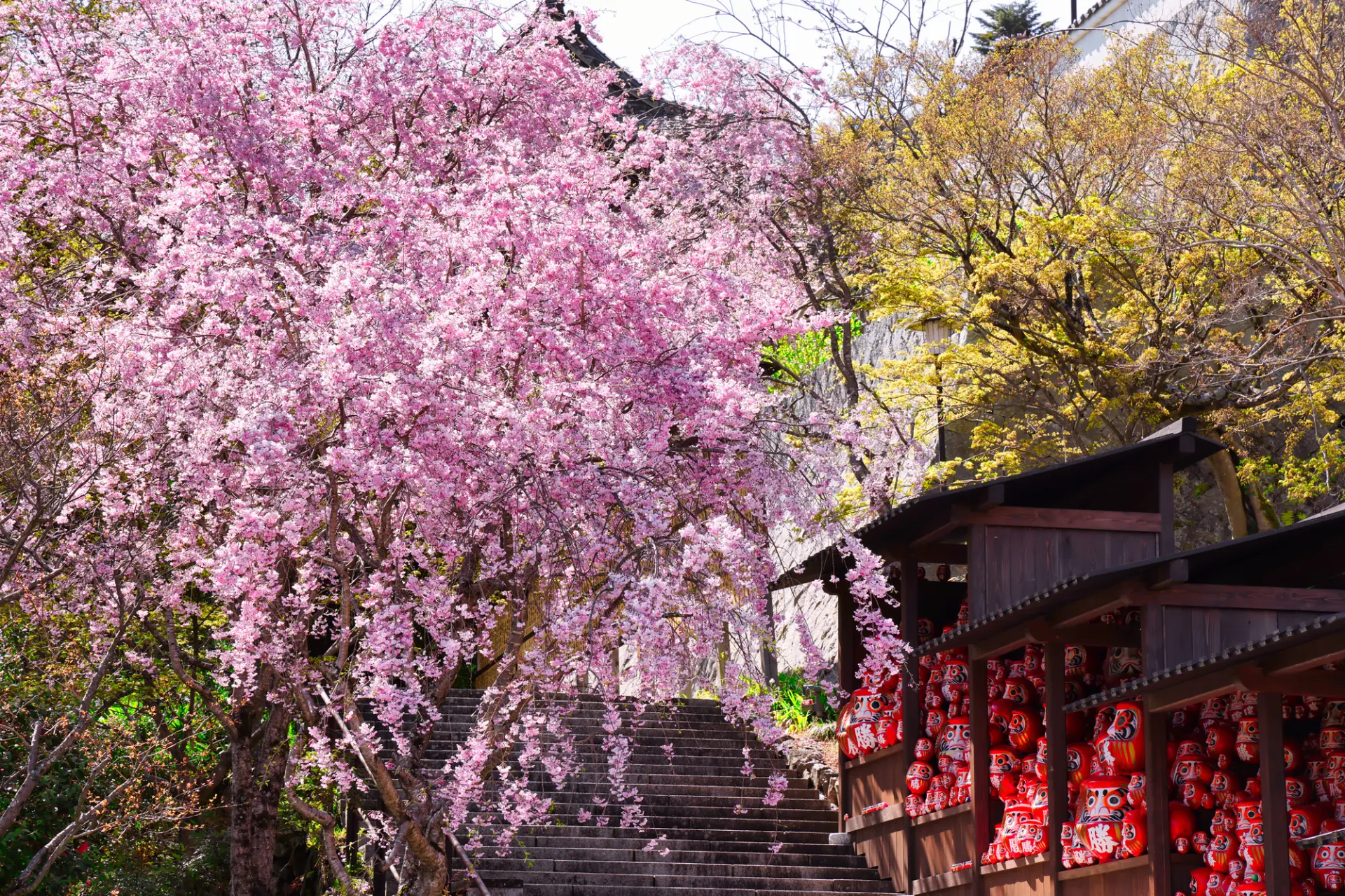 深粉紅色的枝垂櫻在入口迎接每一位參客