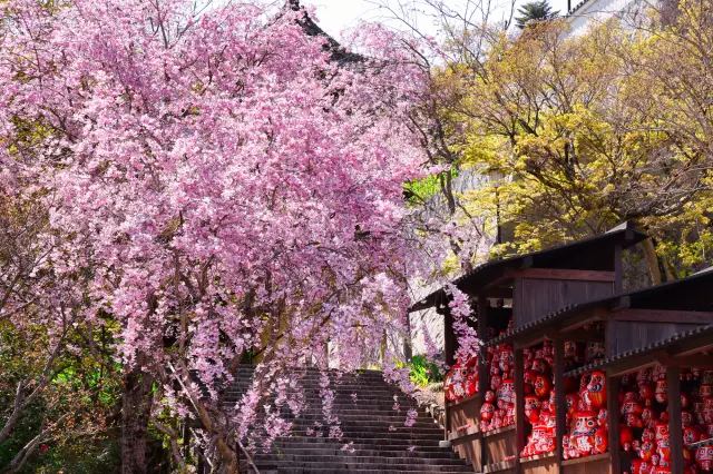 花の色が濃いピンク色をした、しだれ桜が迎えてくれる