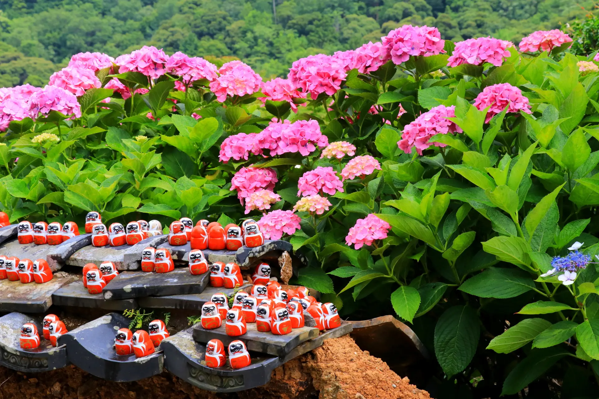 花朵飽滿、份量感十足的繡球花相當吸睛