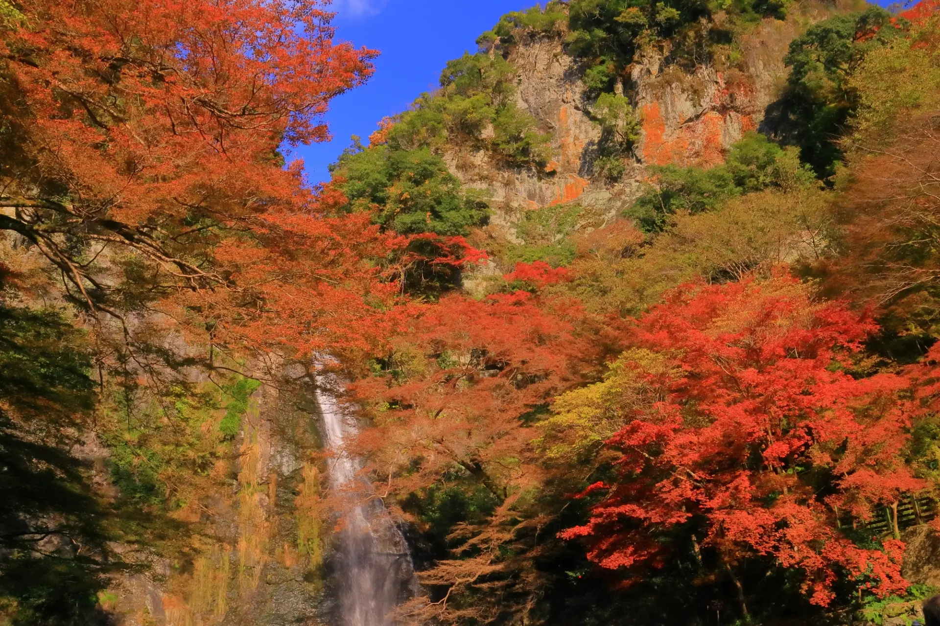 從箕面公園入口出發，步行約40分鐘的健行路線即可抵達
