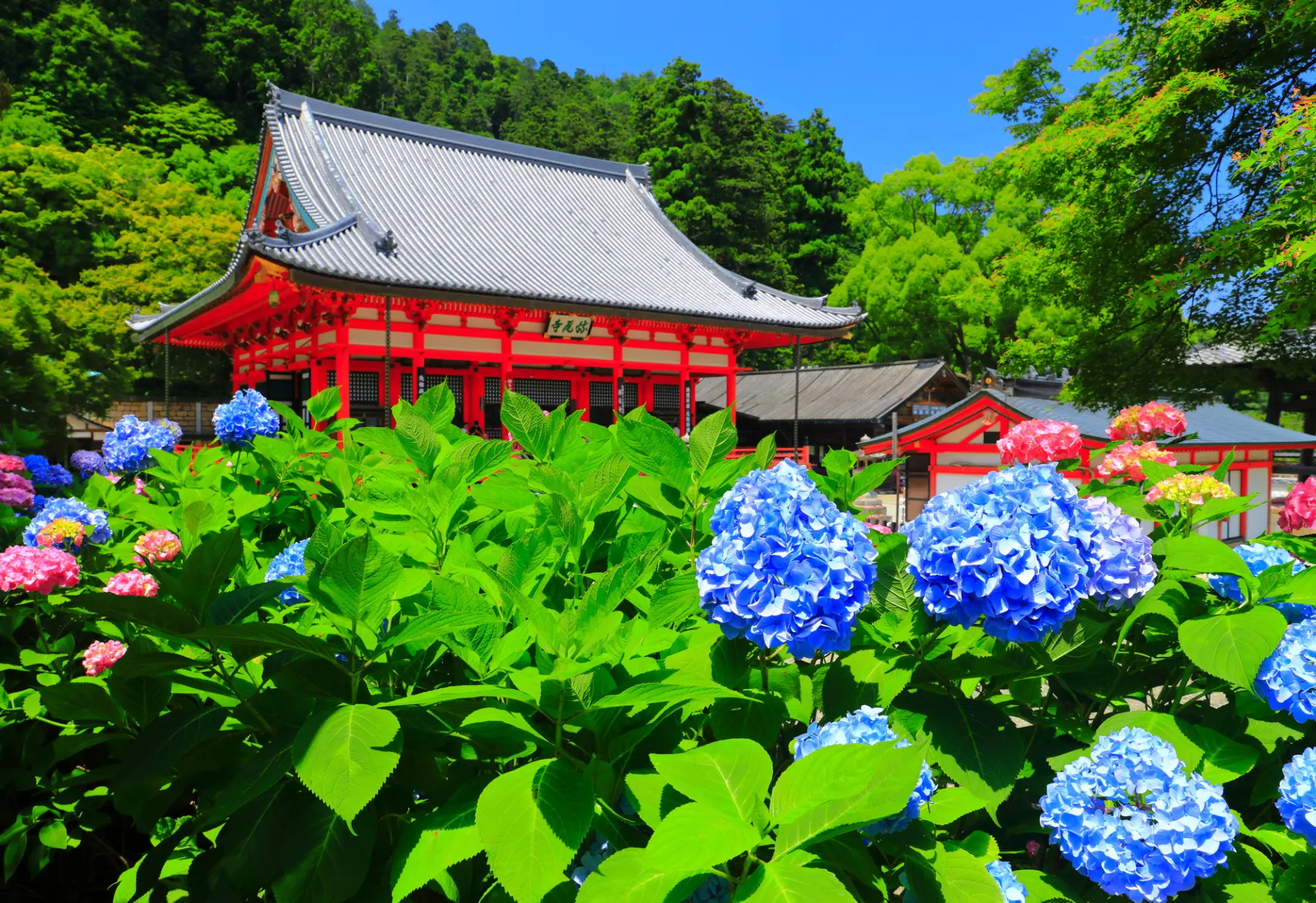 【勝尾寺完整指南】參拜路線、必看重點、週邊景點&美食一篇掌握！