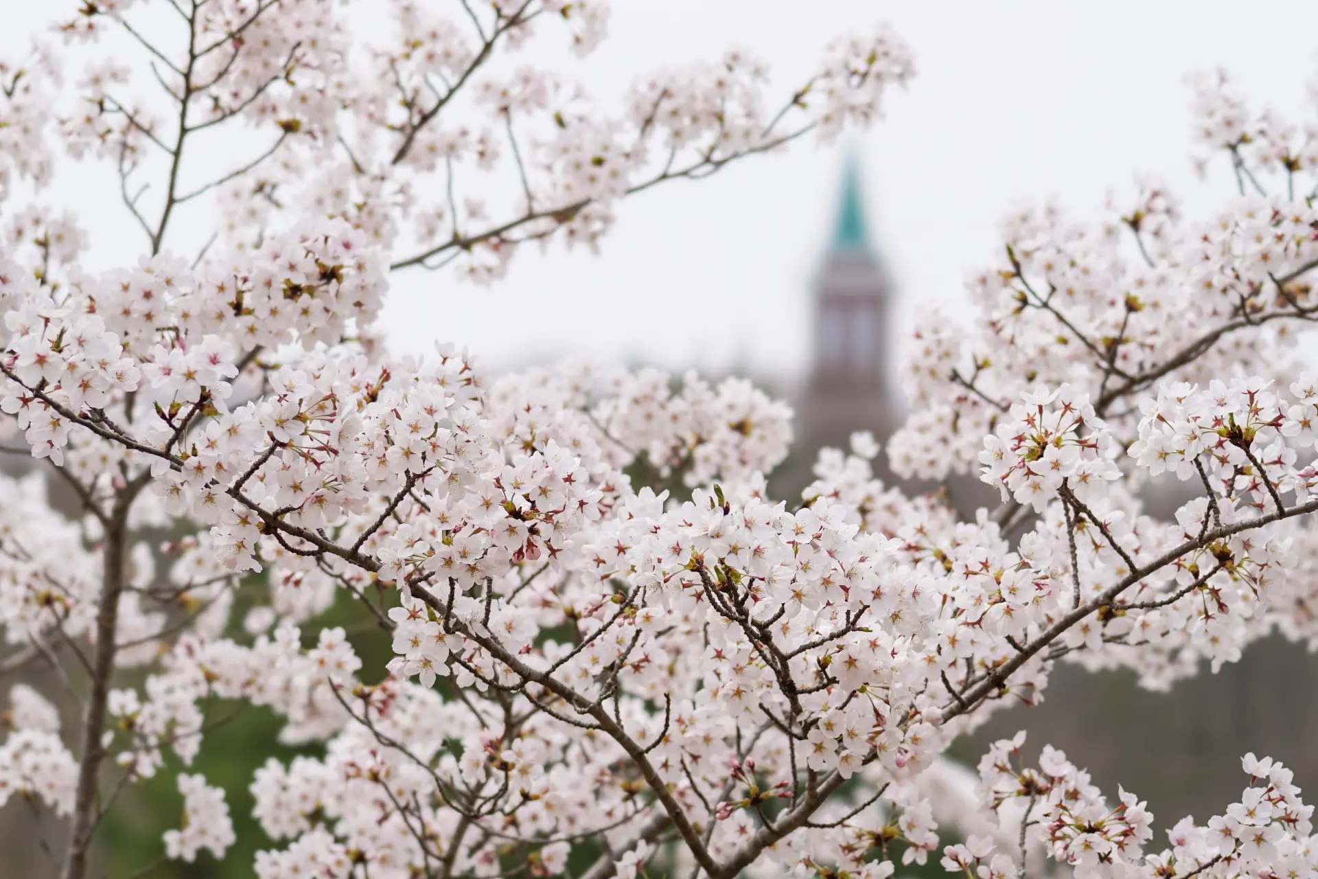 ホテル周辺に足をのばし、咲き誇る桜を鑑賞