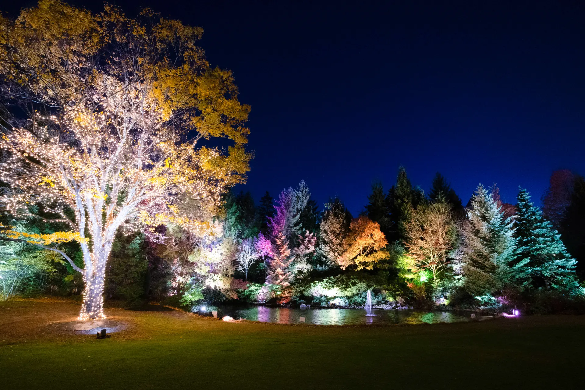 冬には期間限定でガーデンがライトアップされる