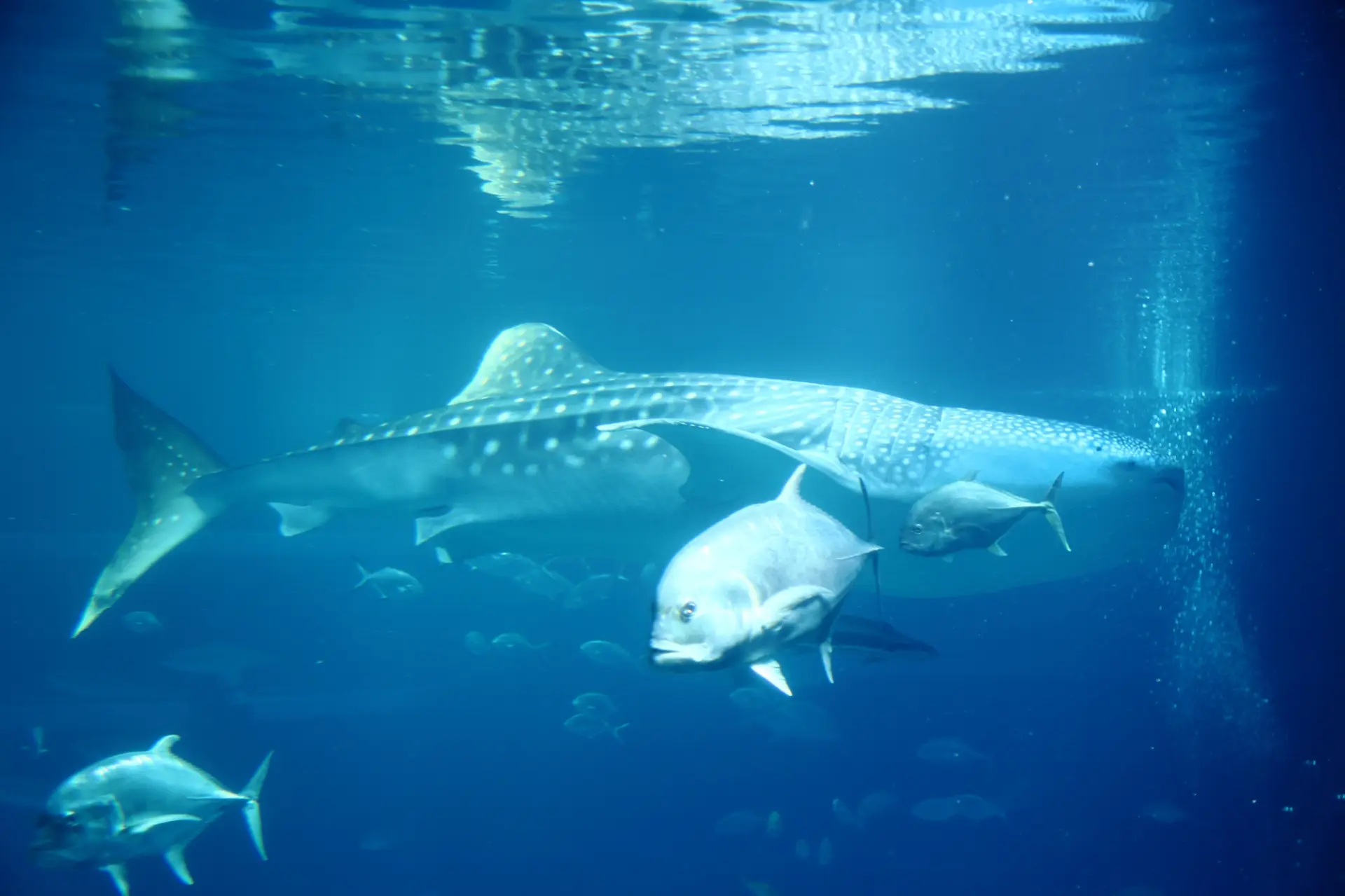 海遊館ではジンベエザメの展示が行われており、泳ぐ姿を見ることができる