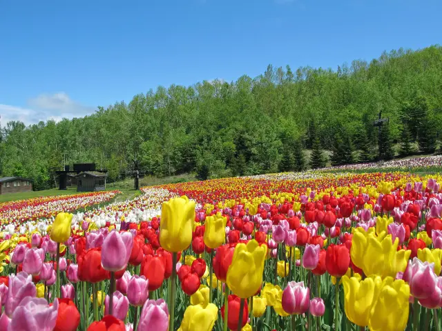 【春の札幌市観光ガイド】街と自然を歩く、桜が彩る春風景