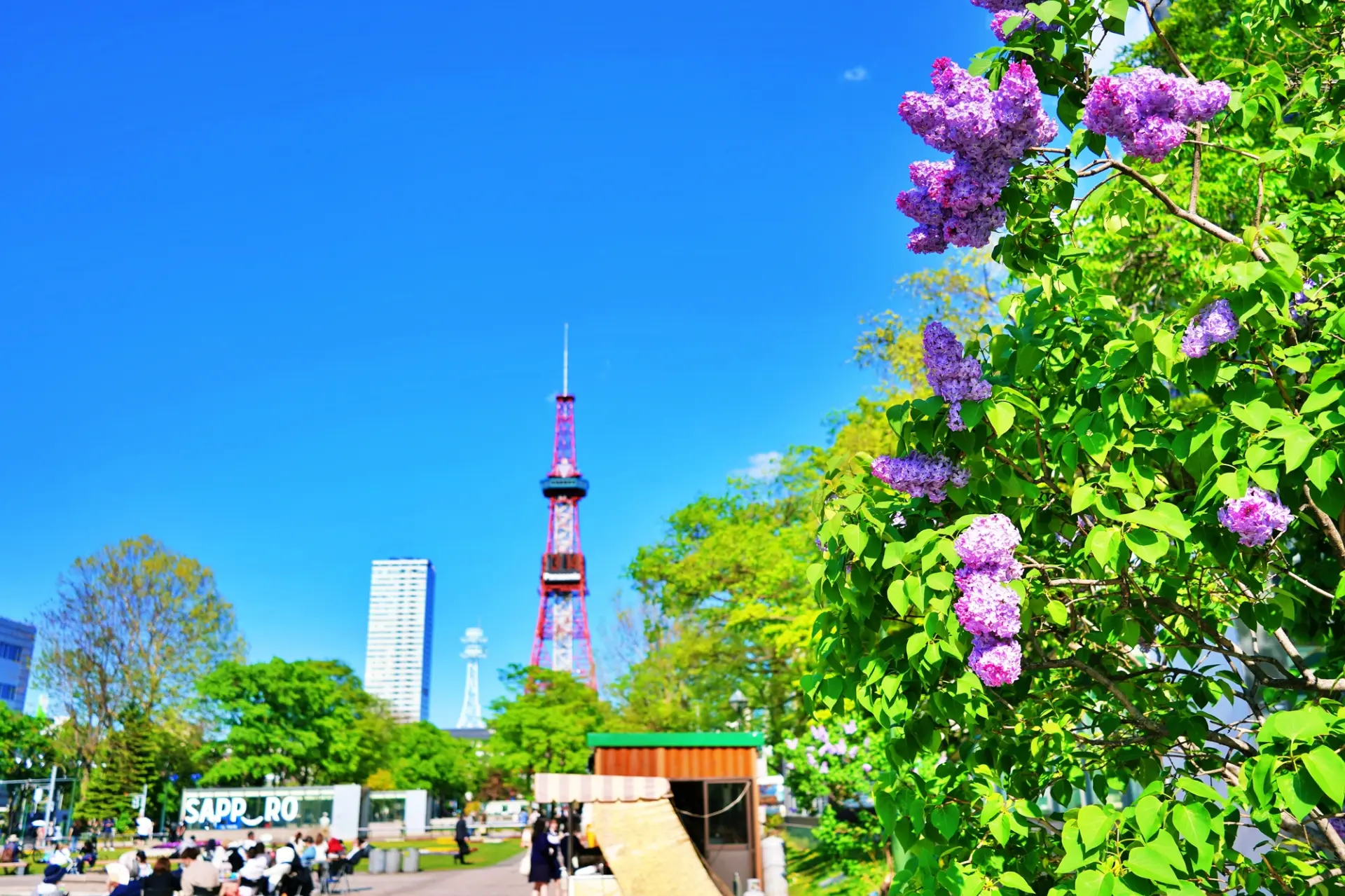 ライラックが彩る大通公園は、春の散策にぴったり